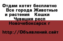 Отдам котят бесплатно  - Все города Животные и растения » Кошки   . Чувашия респ.,Новочебоксарск г.